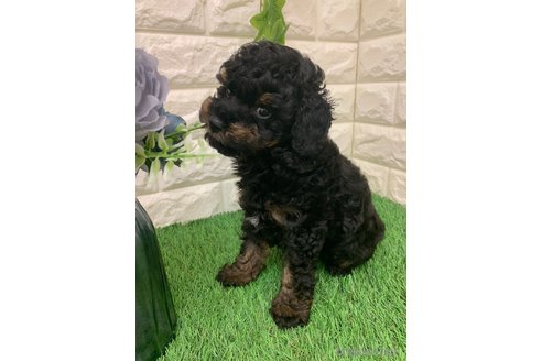 成約済の岡山県のタイニープードル-323107の14枚目