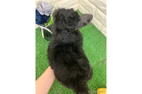 成約済の岡山県のスタンダードプードル-323114の4枚目