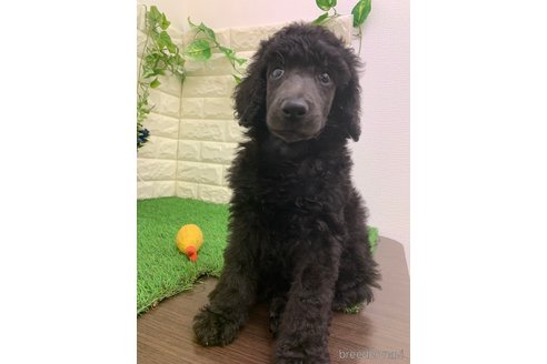 成約済の岡山県のスタンダードプードル-323114の6枚目