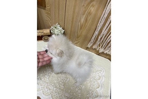成約済の愛媛県のポメラニアン-320658の6枚目