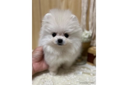 成約済の愛媛県のポメラニアン-317243の10枚目