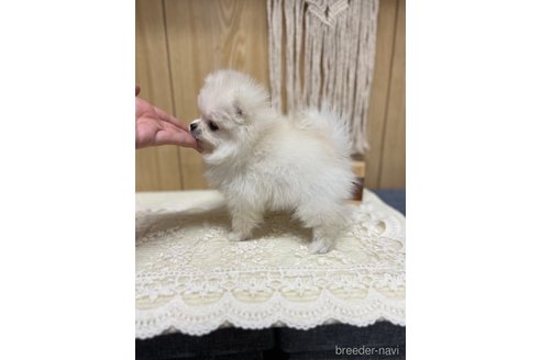 成約済の愛媛県のポメラニアン-317243の13枚目
