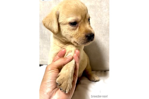 成約済の奈良県のラブラドールレトリーバー-323130の1枚目