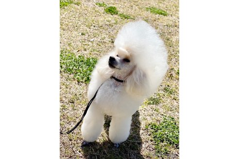 ささみちゃん1枚目