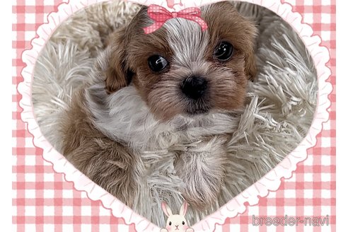 成約済の東京都のミックス犬-320227の5枚目
