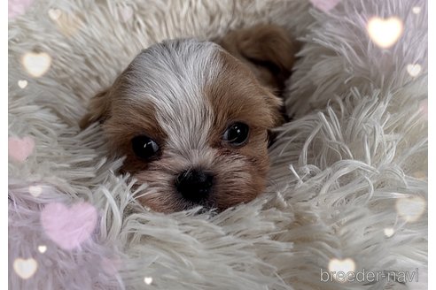 成約済の東京都のミックス犬-320227の9枚目