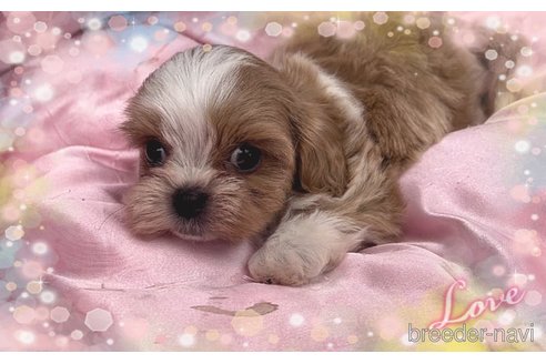 成約済の東京都のミックス犬-320227の8枚目