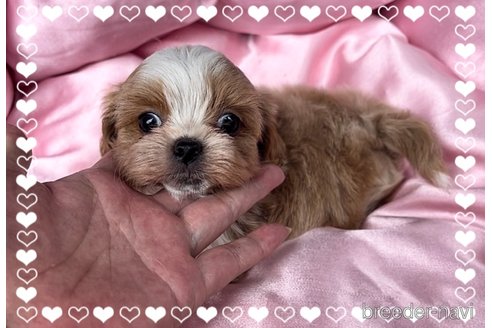 成約済の東京都のミックス犬-320227の2枚目