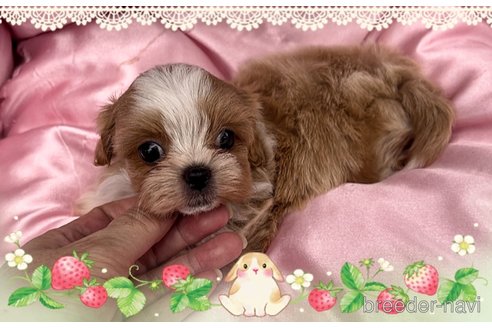 成約済の東京都のミックス犬-320227の11枚目