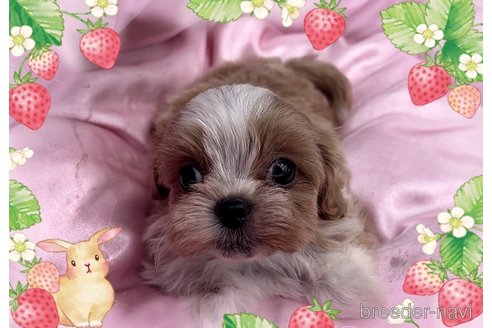 成約済の東京都のミックス犬-320227の10枚目