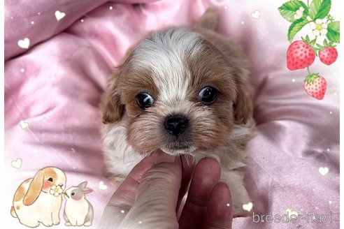 成約済の東京都のミックス犬-320227の4枚目