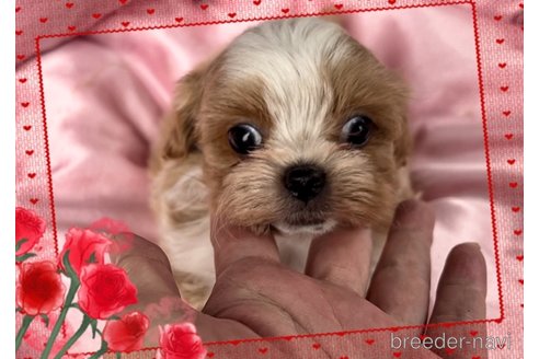 成約済の東京都のミックス犬-320227の6枚目
