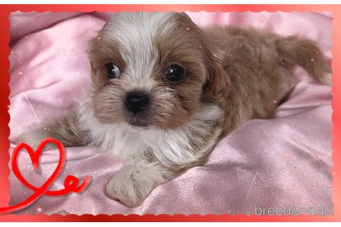 成約済の東京都のミックス犬-320227の7枚目