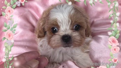 成約済ののミックス犬-320227