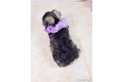 成約済の埼玉県のその他の犬種-320038の5枚目