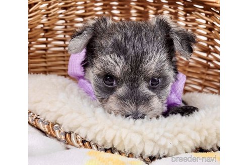 成約済の埼玉県のその他の犬種-320038の2枚目