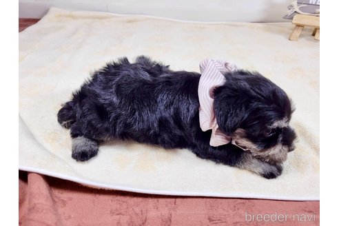 成約済の埼玉県のその他の犬種-320041の5枚目