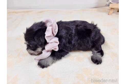 成約済の埼玉県のその他の犬種-320041の3枚目