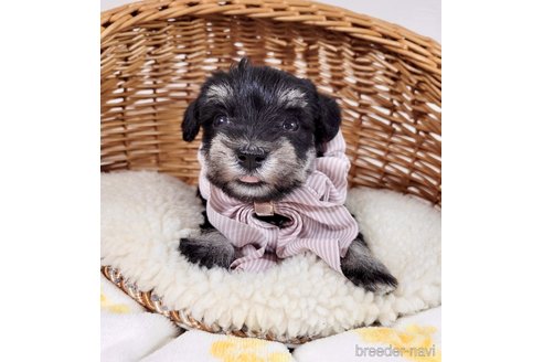 成約済の埼玉県のその他の犬種-320041の2枚目