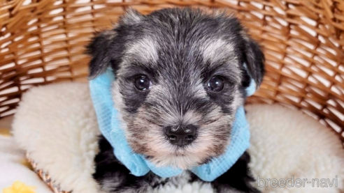 成約済の埼玉県のその他の犬種-320043の1枚目
