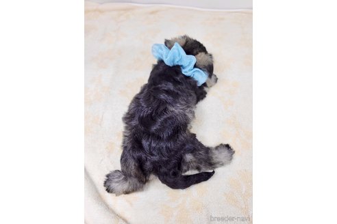 成約済の埼玉県のその他の犬種-320043の4枚目
