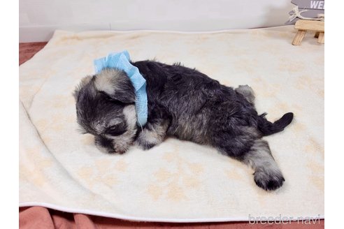 成約済の埼玉県のその他の犬種-320043の3枚目