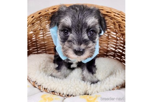成約済の埼玉県のその他の犬種-320043の2枚目
