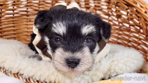 成約済の埼玉県のその他の犬種-320044の1枚目