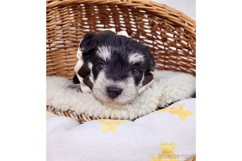 成約済の埼玉県のその他の犬種-320044の2枚目