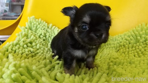 成約済の愛知県のチワワ(ロングコート)-320985の8枚目