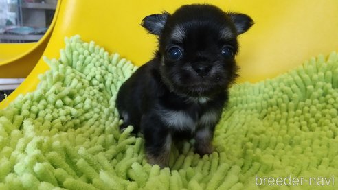 成約済の愛知県のチワワ(ロングコート)-320985の7枚目