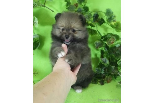 成約済の神奈川県のポメラニアン-323181の1枚目
