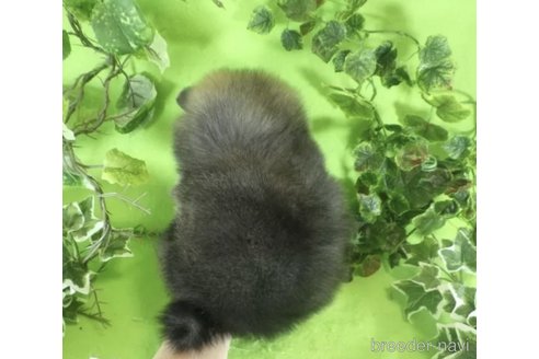 成約済の神奈川県のポメラニアン-323181の2枚目