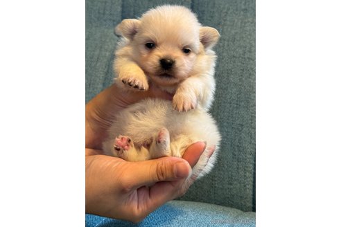 成約済の岡山県のポメチワ:ポメラニアン×チワワ-323182の3枚目
