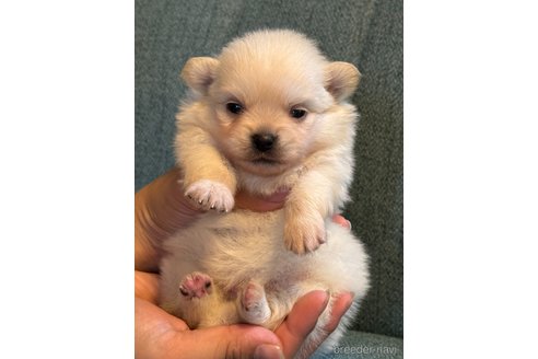 成約済の岡山県のポメチワ:ポメラニアン×チワワ-323182の4枚目