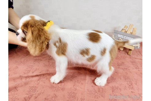 成約済の埼玉県のキャバリアキングチャールズスパニエル-309117の3枚目