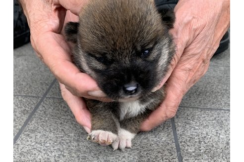成約済の長崎県の柴犬-323185の1枚目