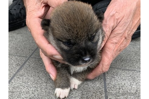 成約済の長崎県の柴犬-323185の2枚目