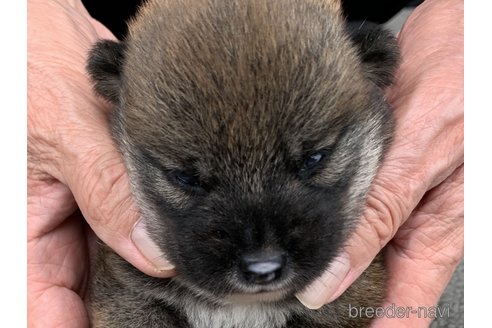 成約済の長崎県の柴犬-323185の3枚目