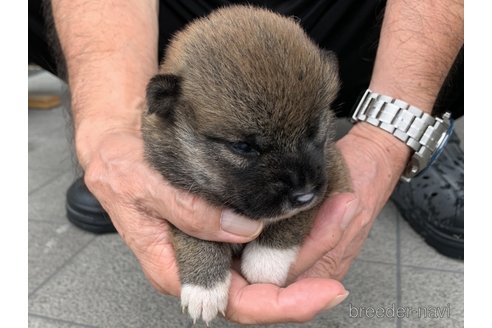 成約済の長崎県の柴犬-323185の4枚目