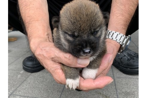 成約済の長崎県の柴犬-323185の5枚目