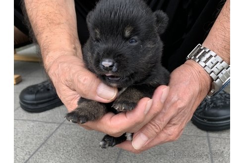 成約済の長崎県の柴犬-323186の3枚目