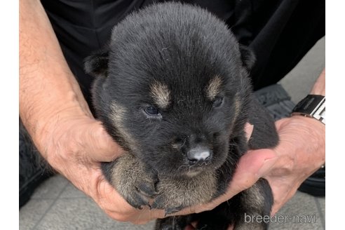 成約済の長崎県の柴犬-323186の4枚目