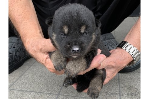 成約済の長崎県の柴犬-323186の2枚目