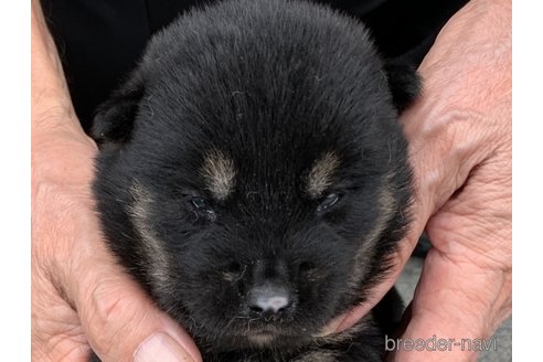 成約済の長崎県の柴犬-323186の1枚目