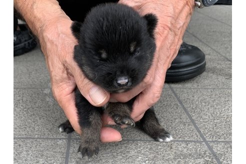 成約済の長崎県の柴犬-323186の5枚目