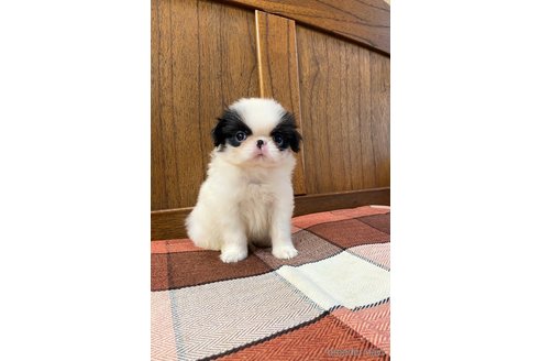 成約済の大阪府の狆 (チン)-323187の1枚目