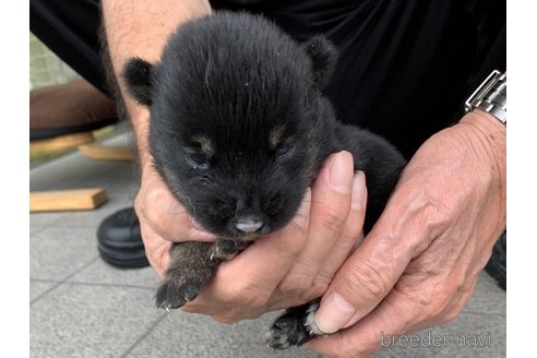 成約済の長崎県の柴犬-323189の3枚目