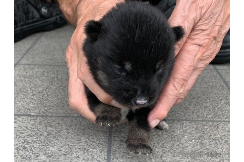 成約済の長崎県の柴犬-323189の2枚目