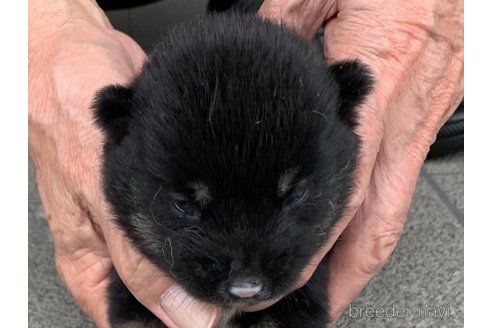 成約済の長崎県の柴犬-323189の1枚目